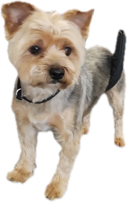 Yorkshire terrier fraîchement toiletté au salon