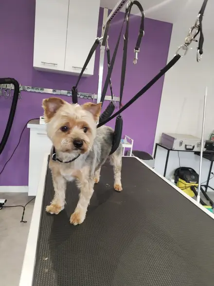 Yorkshire terrier après sa coupe